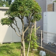 大切に育てた樹木、お譲りいたします。