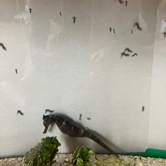 海水魚　熱帯魚　タツノオトシゴ　カニ　海藻