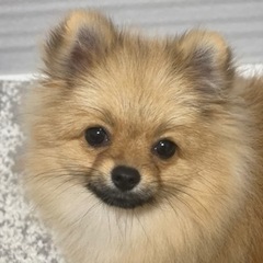 トリマーさん急募　新規オープン　新舞子駅徒歩5分　
