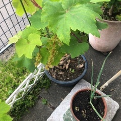 房付き   🍇ぶどうの苗  売ります
の画像