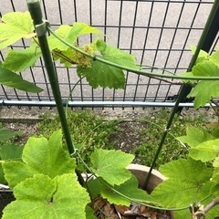 房付き   🍇ぶどうの苗  売ります
の画像