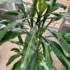 ドラセナジェレ大鉢 現品処分品