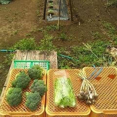 食品　採れたて野菜セット