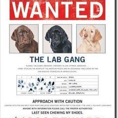 アメリカ雑貨　ブリキ看板　アメリカの重要指名手配犬　②