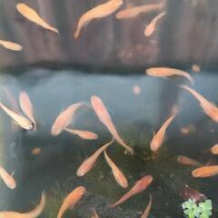 オレンジブチメダカ