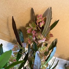 ドドナエア　ポップブッシュプルプレアの画像