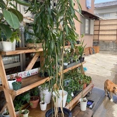 ドラセナ　観葉植物　ガーデニング