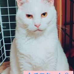 本日‼️5月26日(日)緊急臨時開催‼️🍀🐈✨すみれペットクリニ...
