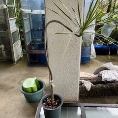 [観葉植物]コルジリネホワイトボリー