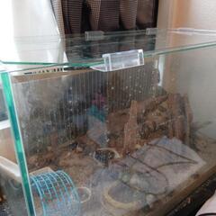 オカヤドカリ　50匹前後　水槽セット