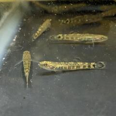 スミウキゴリの幼魚 1匹です。