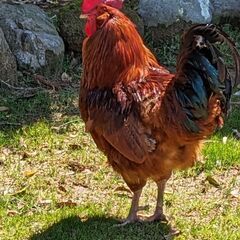 きれいな雄鶏