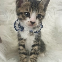 うみくん🐱里親様決定🍀の画像