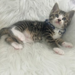 うみくん🐱里親様決定🍀 - 熊本市