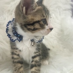 うみくん🐱里親様決定🍀 - 猫