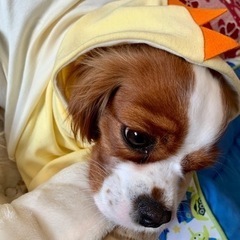 ドッグウェア/犬服を作ろう！！の画像