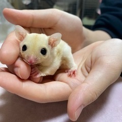 フクロモモンガ　リューシ