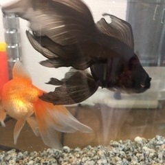 金魚