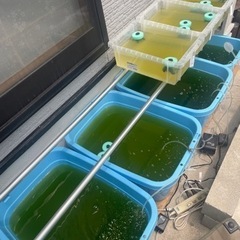 【値下げしました⭐︎】メダカ （緑光）の画像