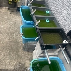 【値下げしました⭐︎】メダカ （緑光）の画像