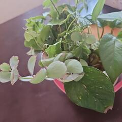 生活雑貨 家庭用品 ガーデニングの画像