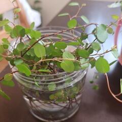 生活雑貨 家庭用品 ガーデニングの画像