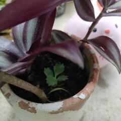 観葉植物✫シマムラサキツユクサ&子宝草の画像