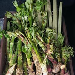 本日採取❗天然物ウド‼️