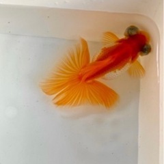 蝶尾【ちょうび】金魚の子供です。3匹セット