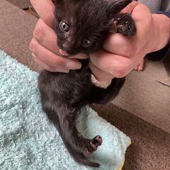 黒猫ジジ(仮)ちゃんの里親募集！！現在お話し合い中