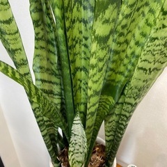 サンスベリア　鉢植え83cmの画像
