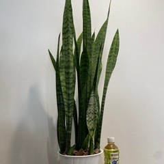 サンスベリア　鉢植え83cmの画像