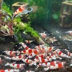 お取引中レッドビーシュリンプ　10匹の画像