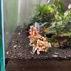 お取引中レッドビーシュリンプ　10匹の画像
