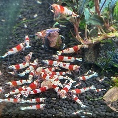 お取引中レッドビーシュリンプ　10匹の画像