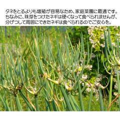 ヤグラネギ苗を追加しました。
