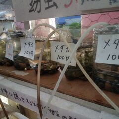 1・5L又は2Lのペットボトルを下さい。ピンチです！宜しくお願い...