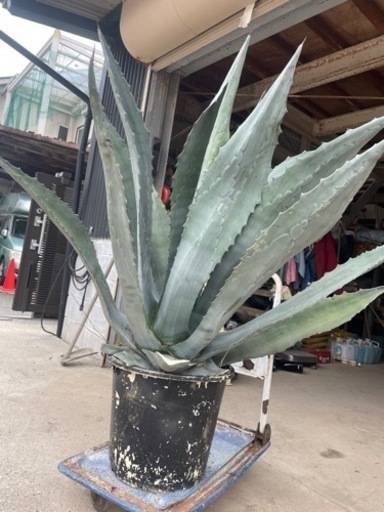 破格❗️大株　アガベ【抜き苗】
