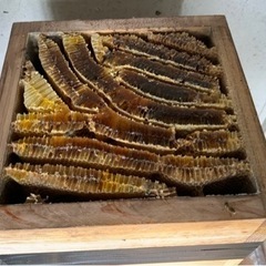 日本蜜蜂 分蜂1群 重箱2段