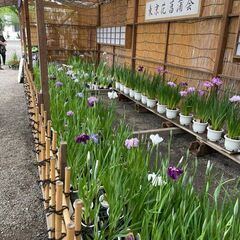 東京花菖蒲会、会員募集中 - 千代田区