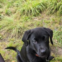 犬友募集しております。🦮