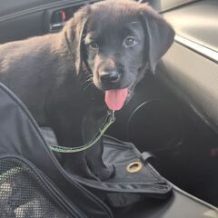 犬友募集しております。🦮 - その他