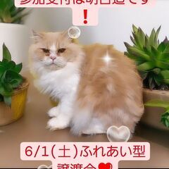 6/1(土)ふれあい型譲渡会♪　生後9か月サイベリアン♂(⋈◍＞...