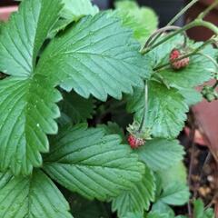 植物 ガーデニング※ワイルドストロベリー※