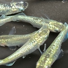 サボテンメダカ
10匹　メダカ　めだか　睡蓮　スイレン　ビオトープの画像