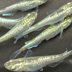 サボテンメダカ
10匹　メダカ　めだか　睡蓮　スイレン　ビオトープの画像