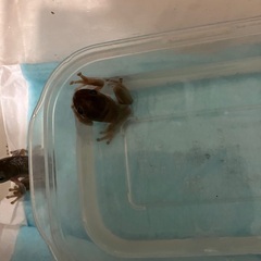 イエアメガエルベビーから少し育ったサイズ2匹の画像