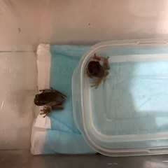 イエアメガエルベビーから少し育ったサイズ2匹の画像