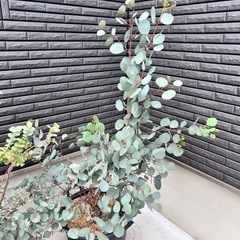 ガーデニング　観葉植物　植物　ユーカリの画像