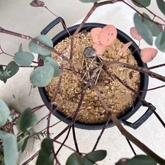 ガーデニング　観葉植物　植物　ユーカリの画像